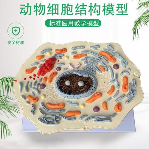 动物细胞亚显微结构模型医院生物学校教学教具学生学习演示模型