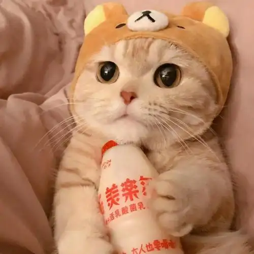 余清欢ㄧ可爱猫咪养乐多自截头像.ㄧ"你逆光而来 配得上世上所有的好.