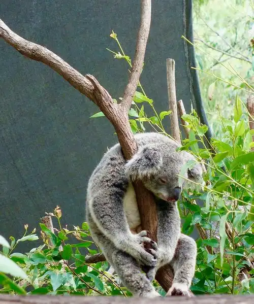 萌萌树袋熊终日睡不醒