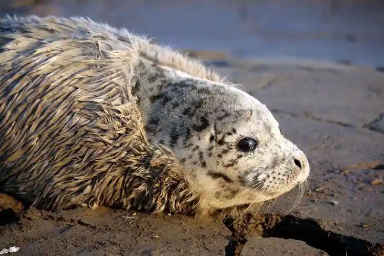 辽河口憨憨的斑海豹