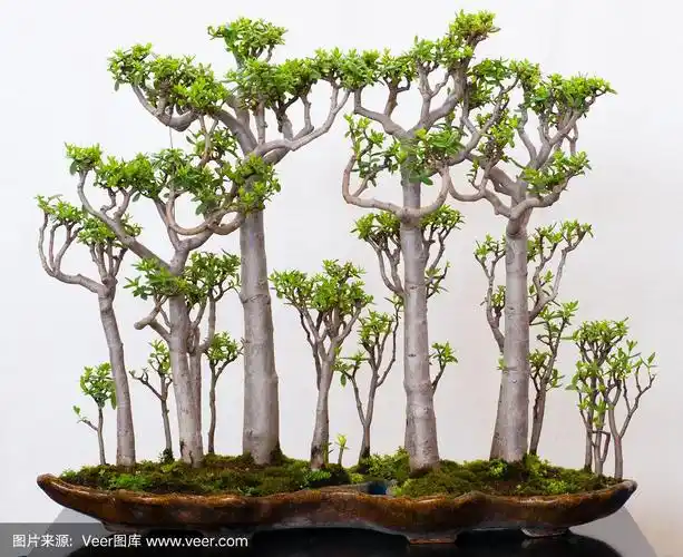 景天科的,森林,接力赛,盆景,猴面包树