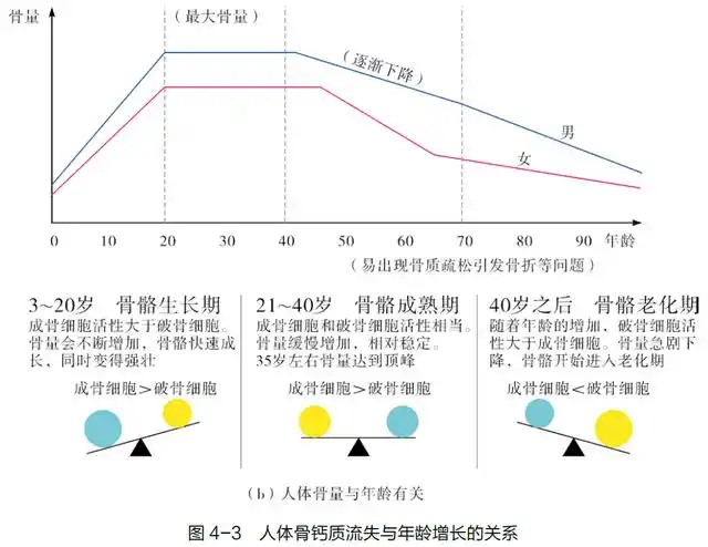 人体骨骼在不同年龄段的新陈代谢_骨质_过程_流失