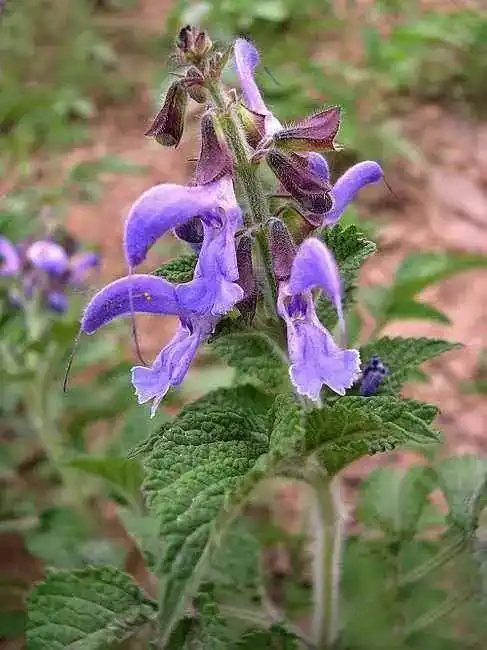 丹参的药理作用?