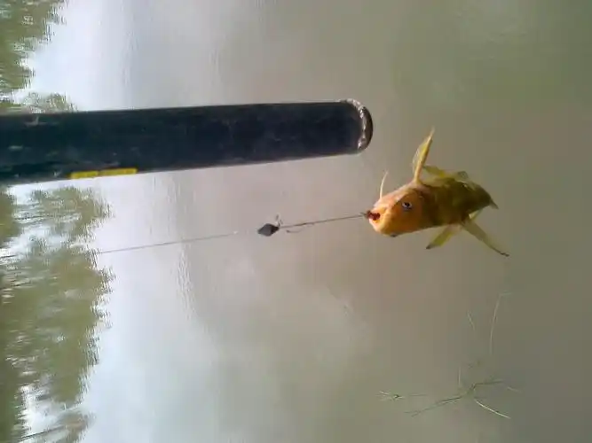 怎么吃鱼啊朋友们 2013-12-21 帮忙认一下这是什么鱼?