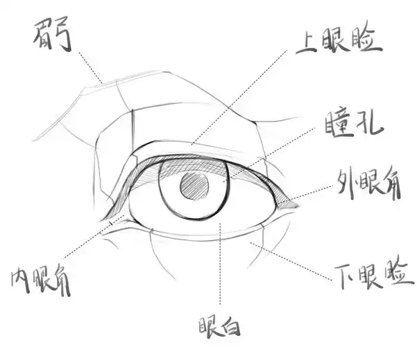 第3课 眼睛 - 优动漫-动漫创作支援平台 | 优动漫paint绘画软件