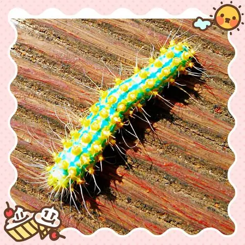 巴西国色毛毛虫