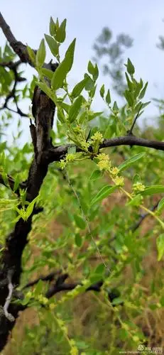 枣花飘香【原创】