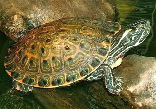 佛州甜甜圈龟适合什么样的生活环境?