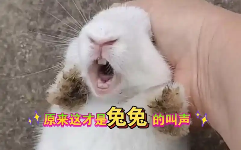 笑死!这才是兔子的叫声