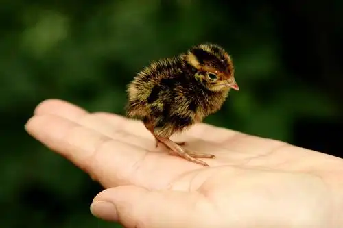 手掌里的小山鸡,瑟瑟发抖却又有点萌