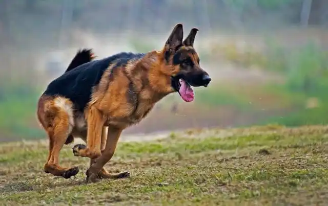 欣赏国际精品西德牧羊犬(德国牧羊犬)的风采