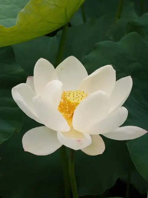 壁纸 花 桌面 690_920 竖版 竖屏 手机