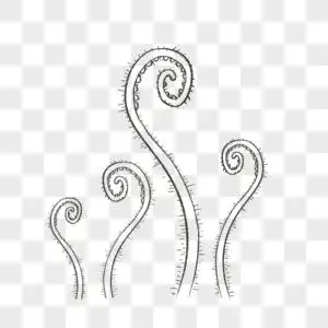 蕨菜线稿手绘蕨菜图片素材