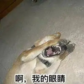 啊我的眼睛一组柴犬doge微信表情