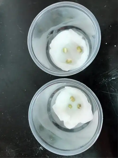第二天发现两组绿豆都发芽了,实验证明绿豆发芽不需要阳光.