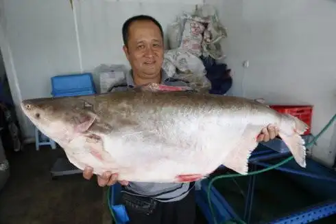 河巴丁的种类多达几十种,巴丁鱼最大者可达二十公斤及长四至五