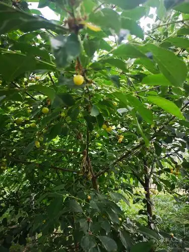 论坛 69 ≡北方果树区≡ 69 樱桃论坛 69 这棵是大樱桃树吗?