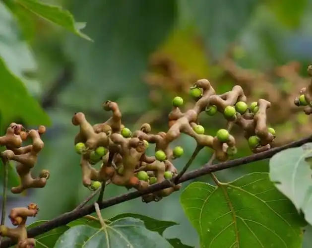 10种农村常见的野果我竟然一种没吃过你又吃过几种
