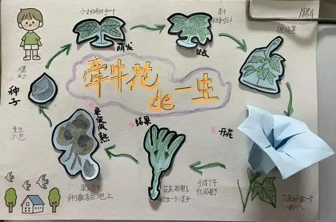 老师|牵牛花_网易订阅