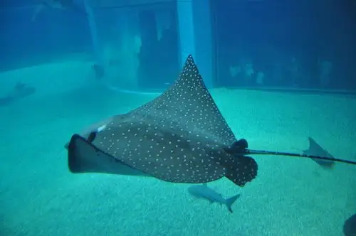 大阪海游馆                     一只鳐鱼