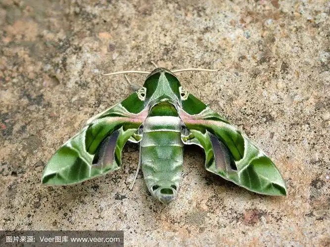 蛾,自然,式样,水平画幅,绿色