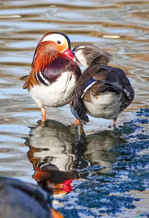 鸳鸯夫妻秀恩爱