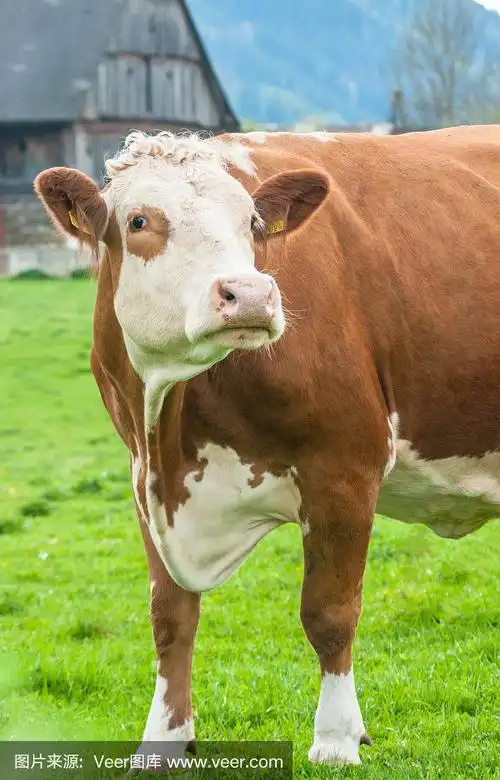 农场小屋前的棕色奶牛