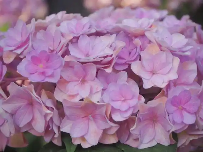 哇今天偶遇了多瓣绣球