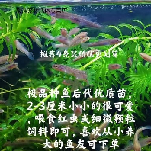七星鱼幼苗月鳢鱼山斑鱼花星鱼观赏鱼点称鱼冷水鱼淡水鱼活苗 彩虹