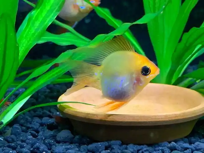 金波子繁殖日记