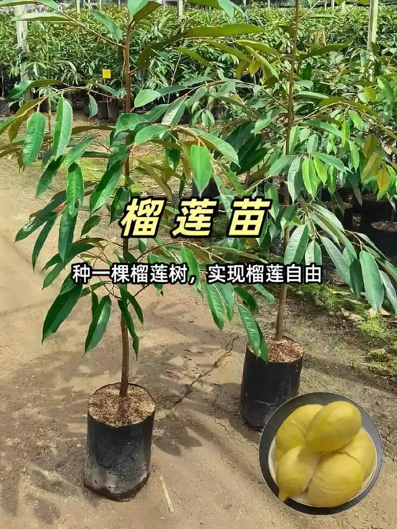 种榴莲树,实现榴莲自由.榴莲控一定要种上几棵榴莲树,榴莲自由 - 抖音