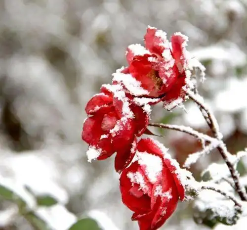最漂亮的雪中梅花头像雪中寒梅微信头像图片适合做头像的梅花