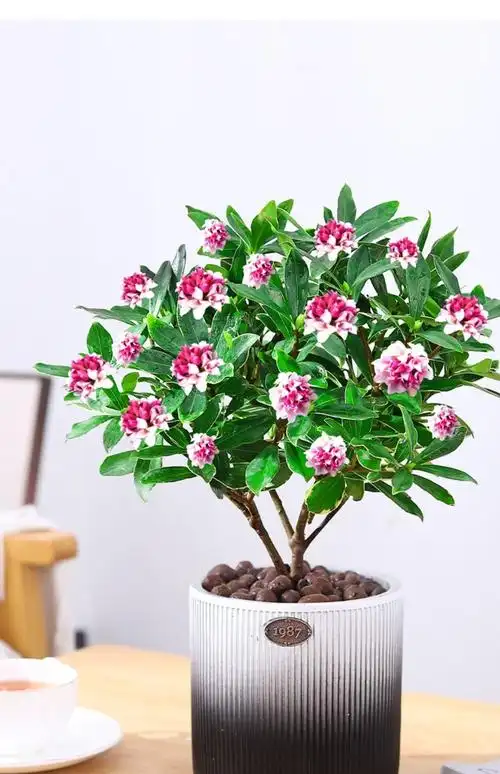 花无痕 金边瑞香室内盆栽绿植花卉耐寒盆景绿植花卉瑞香花苗冬季开花