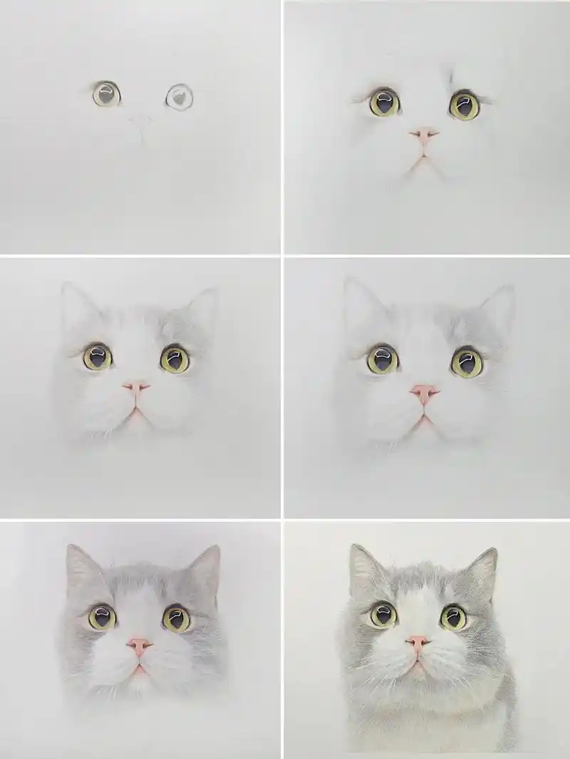 抖音图文来了 彩铅画网红猫步骤图来了,记录每一步@乐乐的土 - 抖音