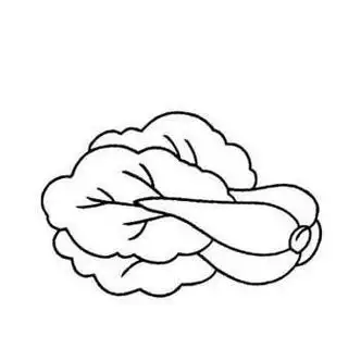 娃娃菜简笔画头像