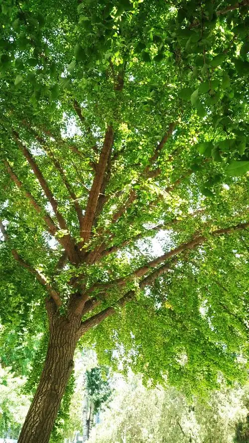 夏日勤政楼前的银杏枝繁叶茂