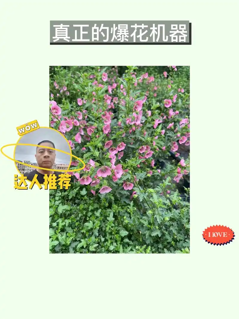 千颂伊爆花机!挂在阳台,四季开花!94.小木槿 薇草莓 棒棒 - 抖音