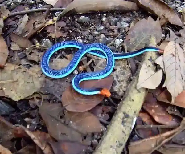 男子游玩时意外发现漂亮蓝蛇, 仔细观看后, 顿时大汗直冒