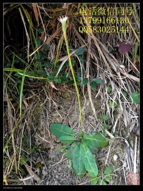 农业畜牧 其他农业 【别名】小一枝箭,一枝香[福建],白眉,一柱香,扑地