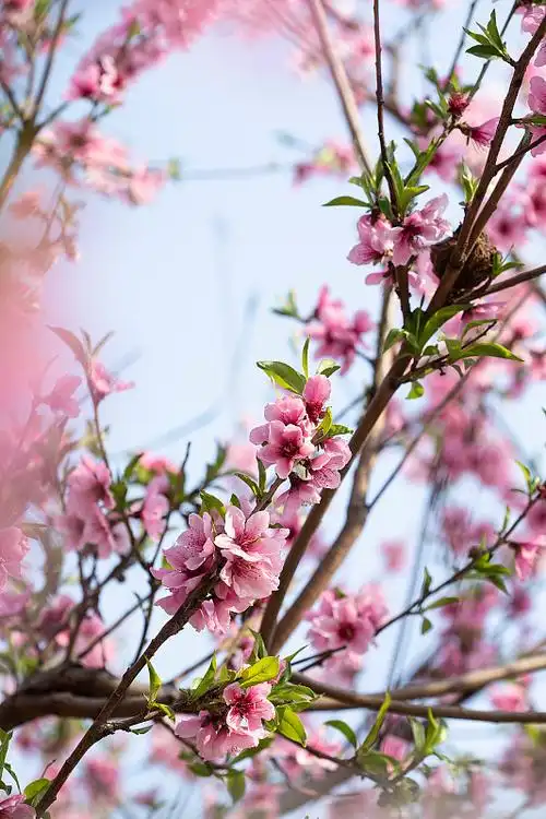 桃花林,色彩鲜艳,自然美图片