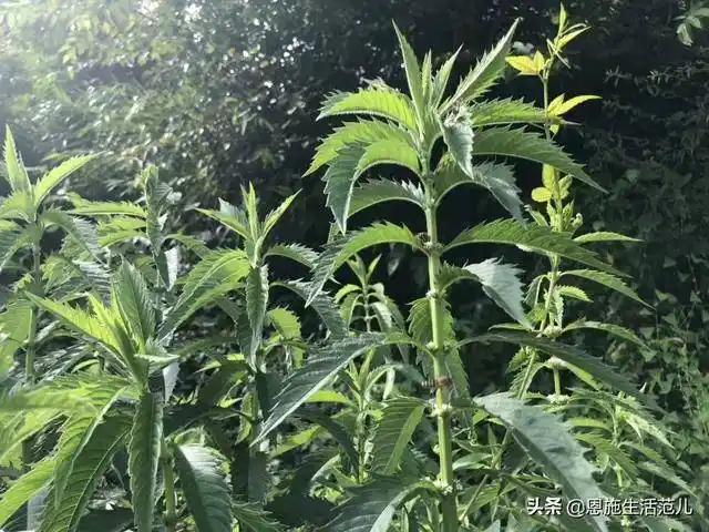 恩施鹤峰江坪村虫草参种植试验基地,望能够成为农村致富新机遇_手机