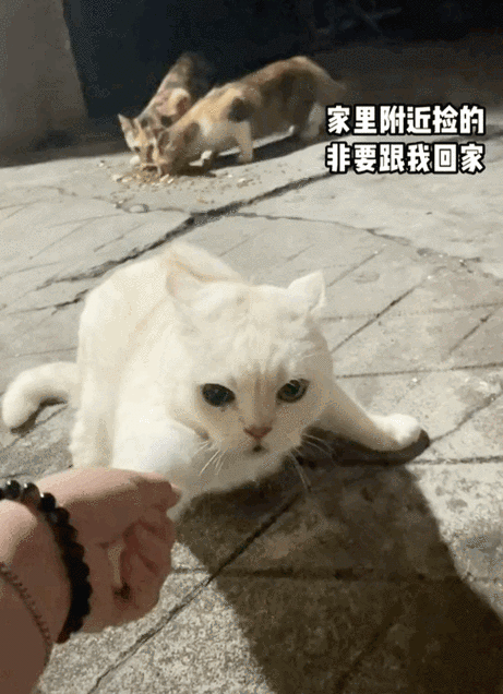 网友投喂流浪猫时有一只小白猫哭着喊着非要跟他回家