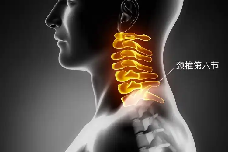 颈椎第六节位置图片