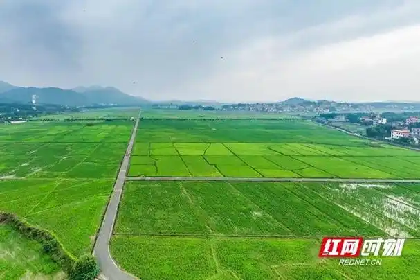 10月11日,蓝山县塔峰镇雷家岭村,千亩稻田阡陌纵横,一望无垠,与青山