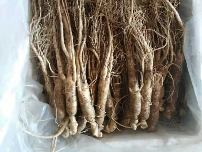吉林省东北特产长白山新鲜带土人参白参林下参边条人参