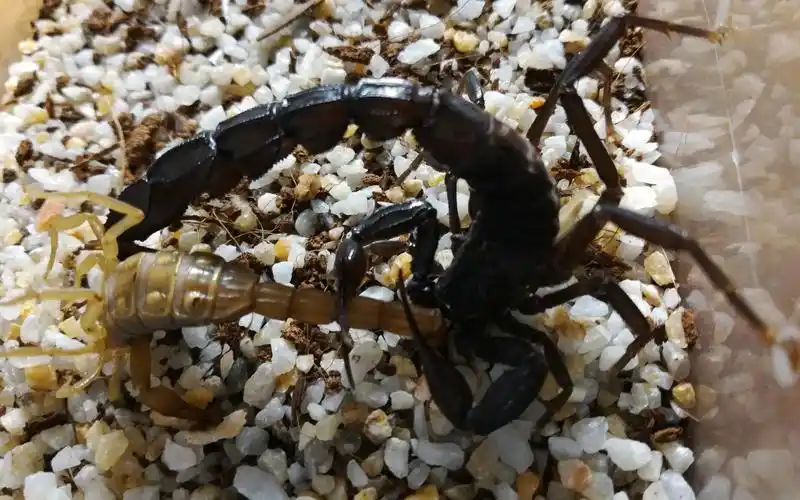 土耳其黑肥尾蝎的晚饭_哔哩哔哩 (゜-゜)つロ 干杯~-bilibili