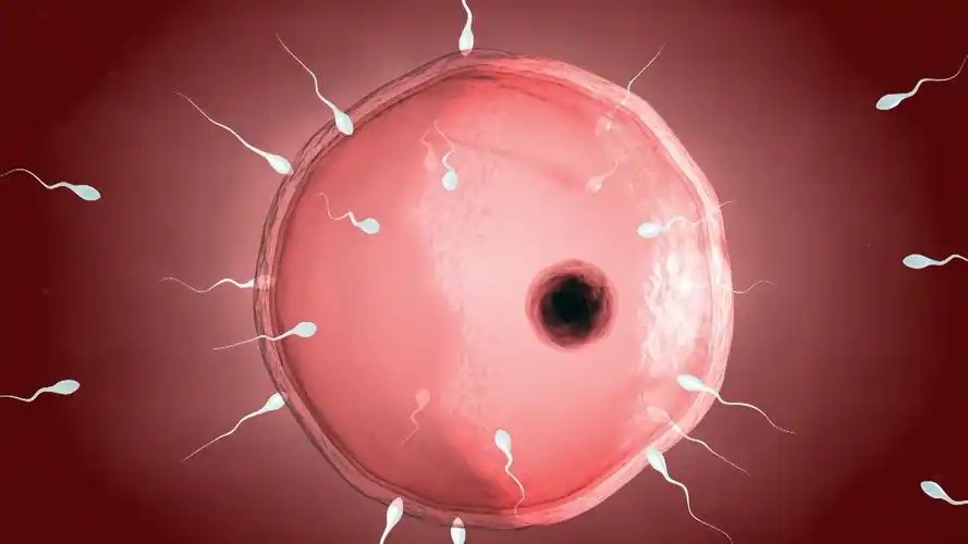 卵子视频大全_卵子视频合集