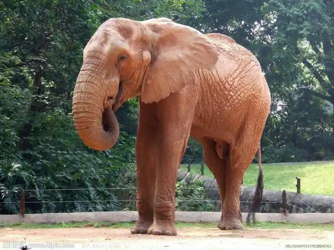 大象有强壮的身体,柱子似的腿,蒲扇似的耳朵,玉石树枝似的大牙,什么都
