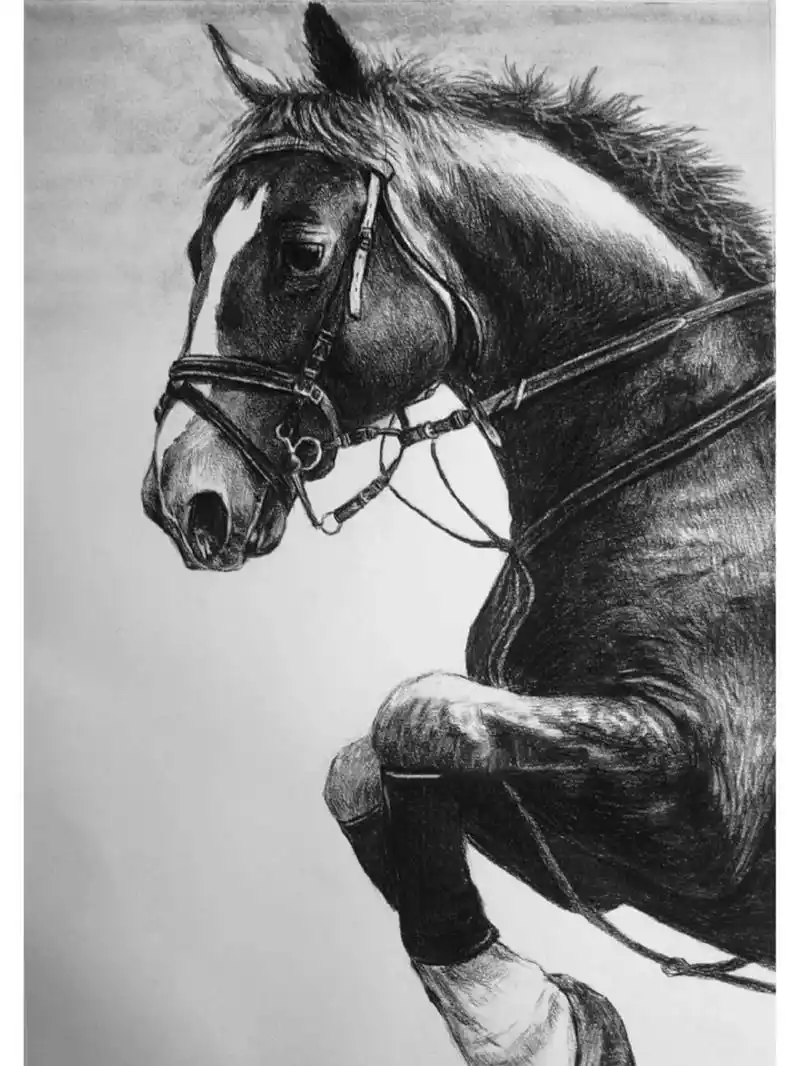 精微素描–马(写生有步骤) 素描写生 马 有参考素材