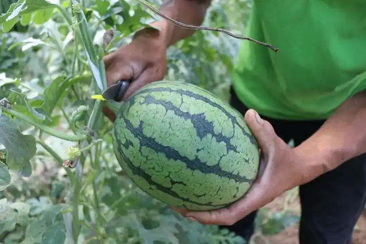 涿州市吊秧小西瓜甜蜜上市 _中国唐尧网
